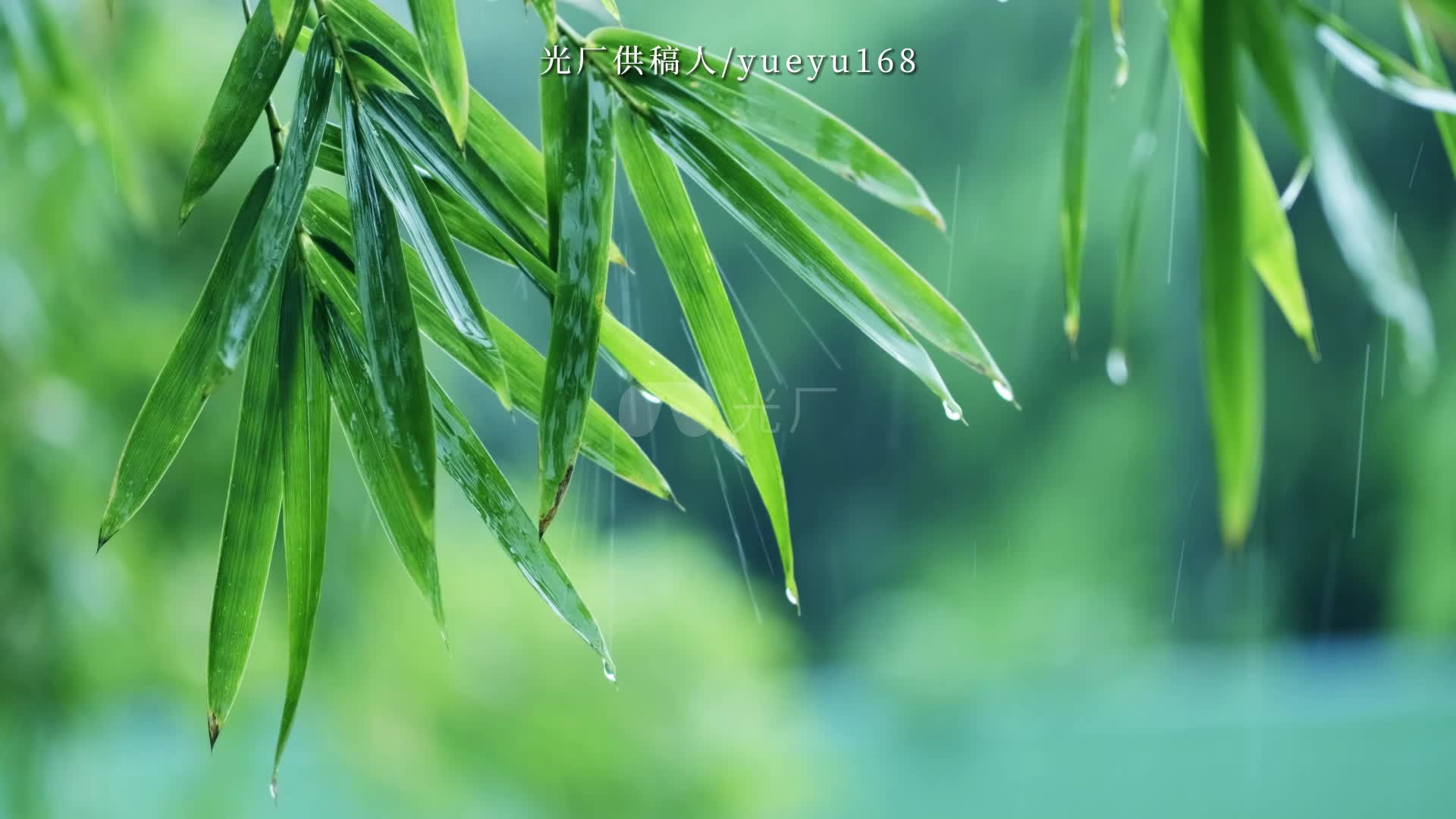 [图]清明谷雨竹叶下雨视频素材【光厂视频】