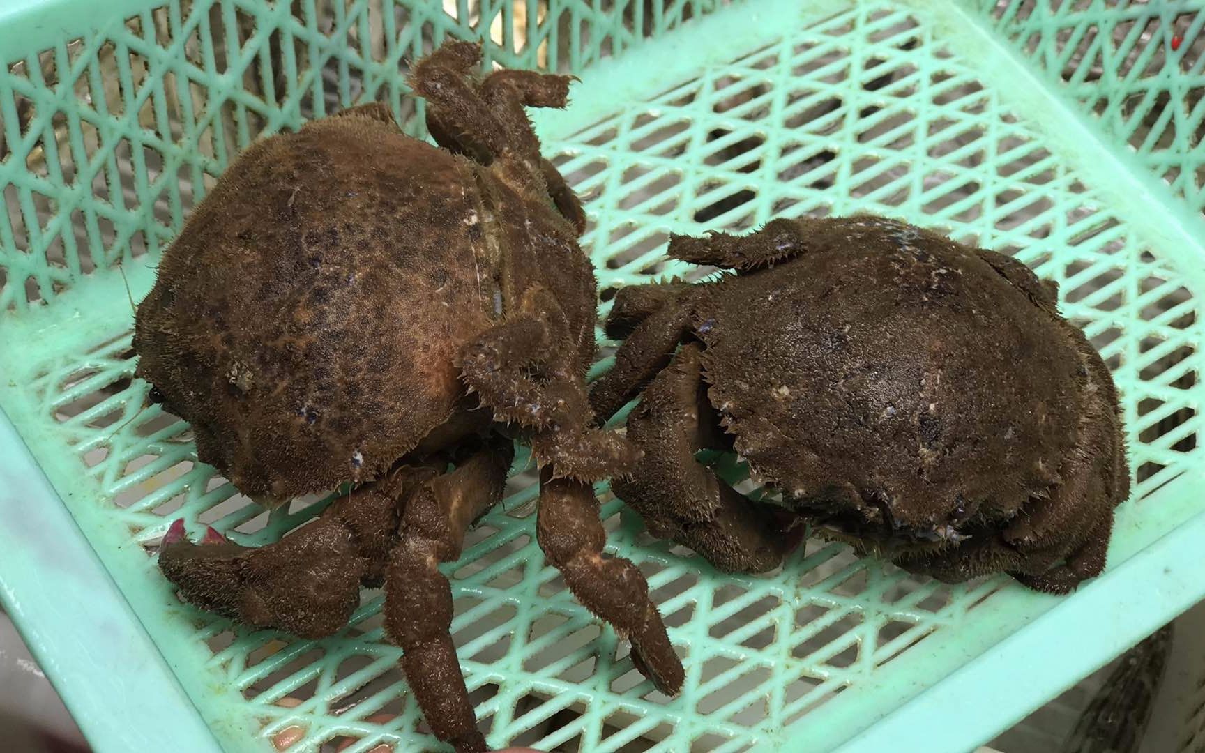 海洋生物会给自己做帽子的时尚绵蟹