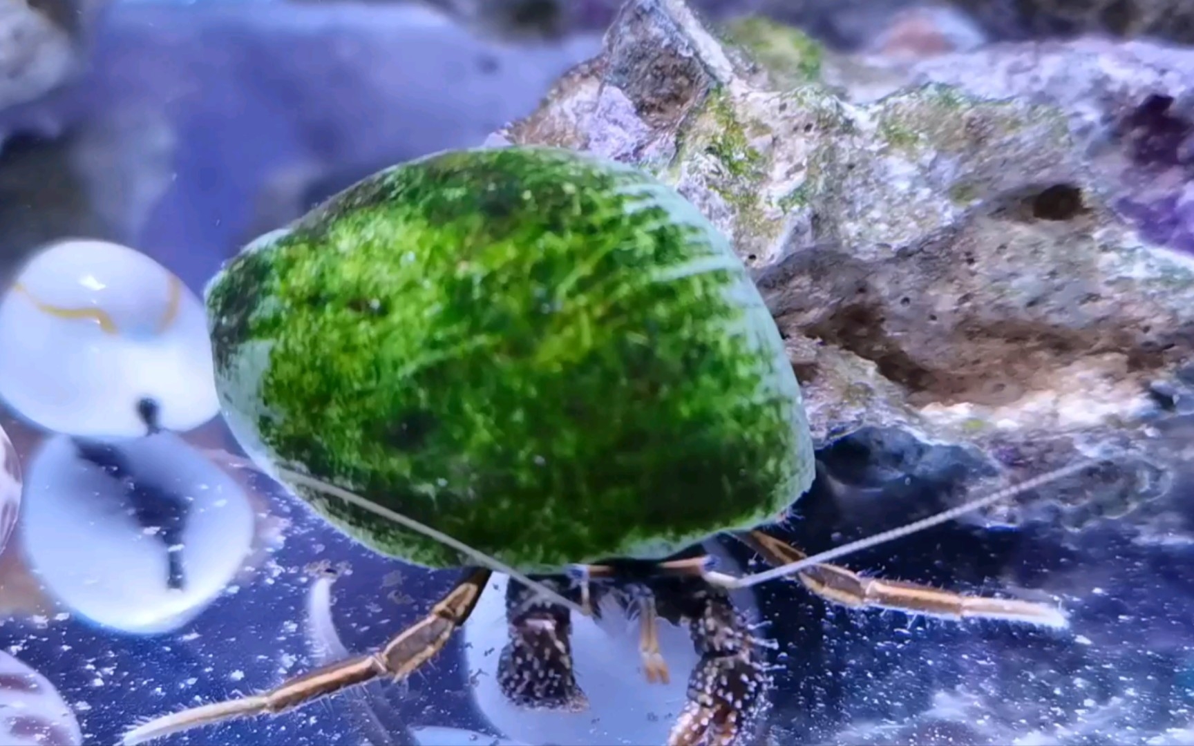 绿油油的寄居蟹