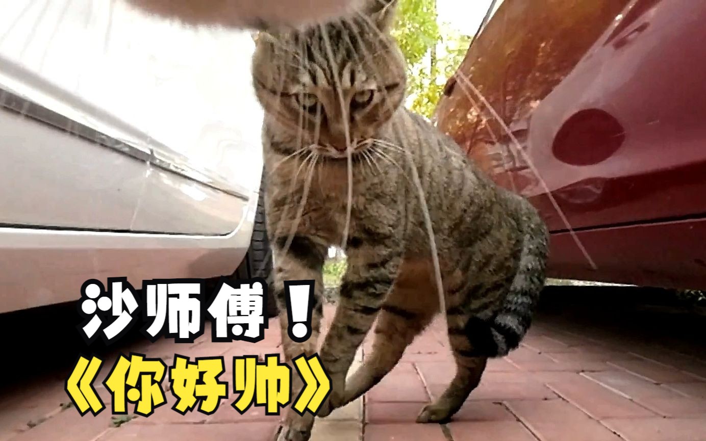 猫咪:本喵的“猫缘”真好,每只小猫咪都说“你好帅”!哔哩哔哩bilibili