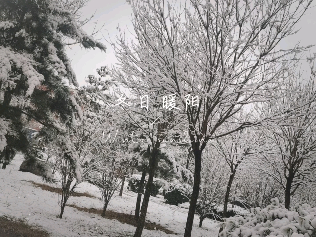 [图]冬日里，那一抹相思的雪