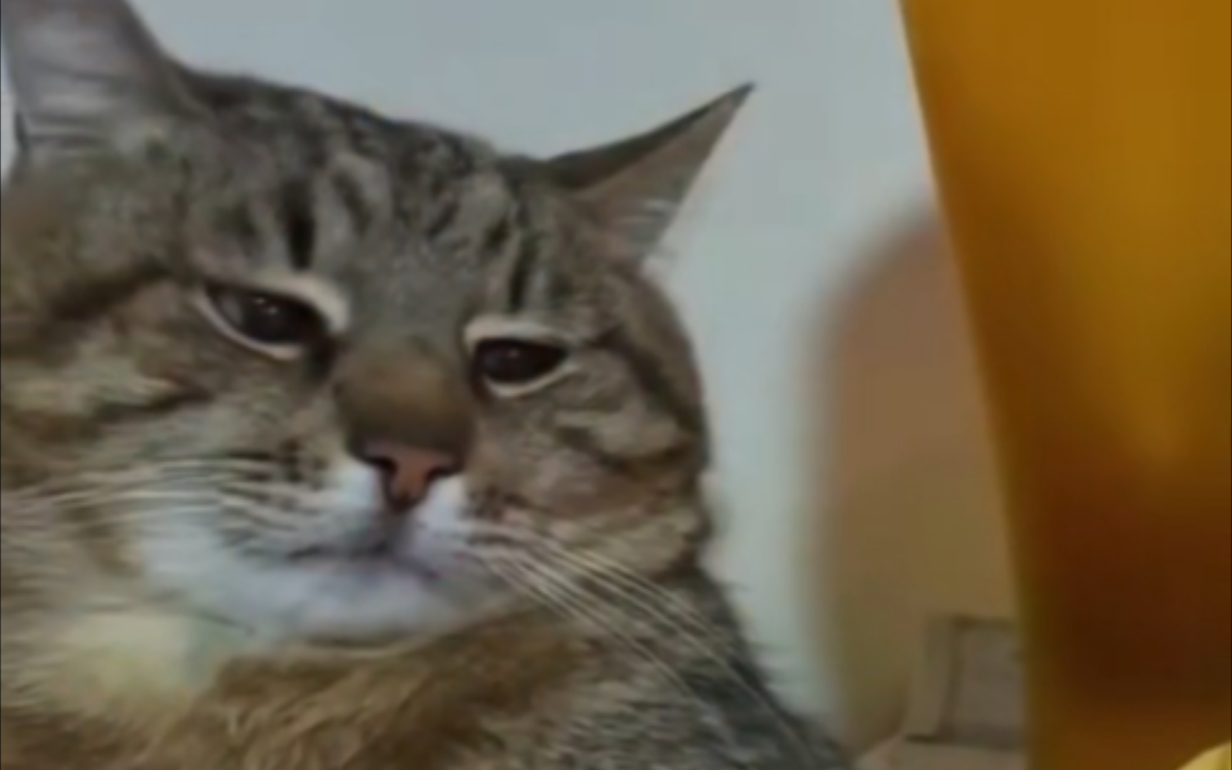 悲伤的猫别听慢歌