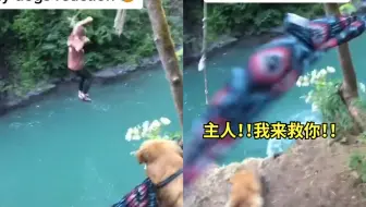 暖心！狗狗见主人落水瞬间连滚带爬冲出救援：主人别怕！我来救你