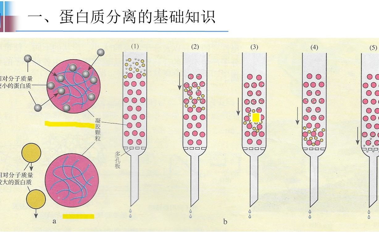 5.3血红蛋白的提取和分离(1)哔哩哔哩bilibili