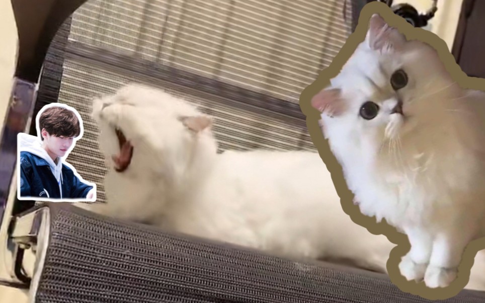 【花少北/花生米】听花少北讲花生米(第三篇:聪明小羊/强猫所难花少北