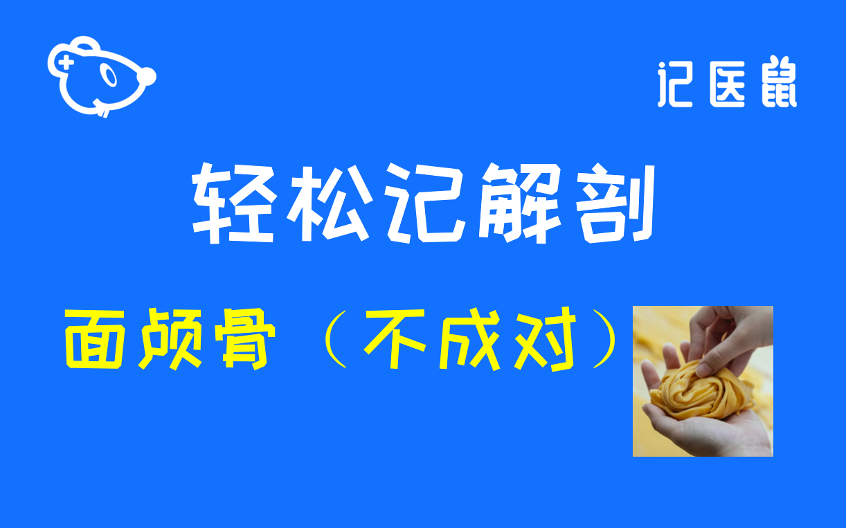 25 解剖 轻松记面颅骨(不成对)哔哩哔哩bilibili