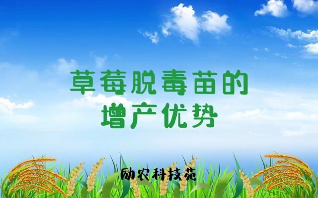 草莓脱毒苗的增产优势哔哩哔哩bilibili