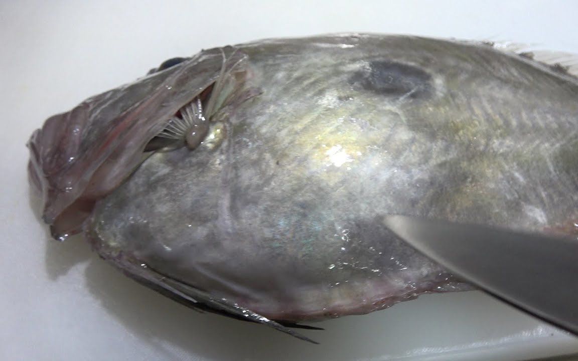 海鲜小哥金子冬天最丑的海鲂鱼竟然这么好吃一般人不知道柚子木字幕组