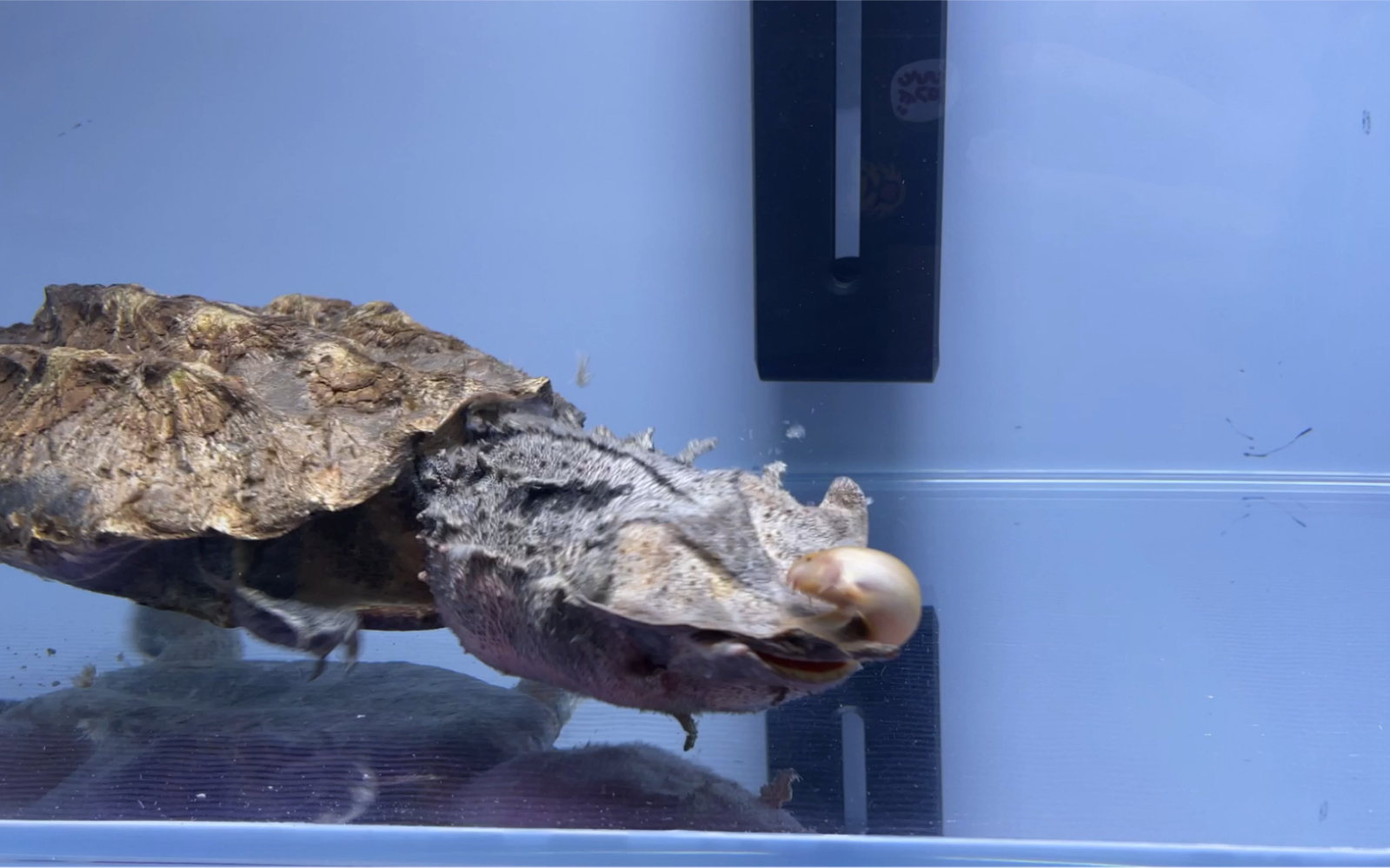 背甲24厘米的黑玛塔玛塔龟最爱吃泥鳅