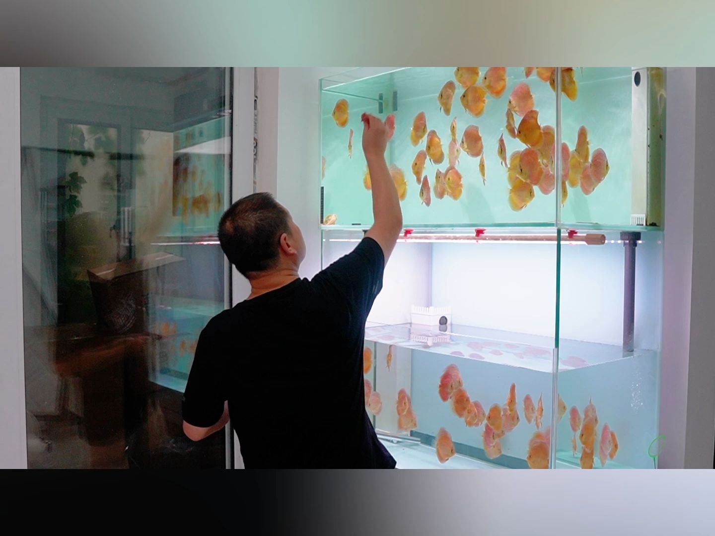 七彩神仙鱼鱼苗饲养经验分享