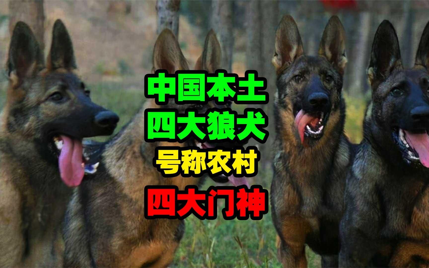 中国本土最强四大狼犬,唯一被世界承认的军警犬