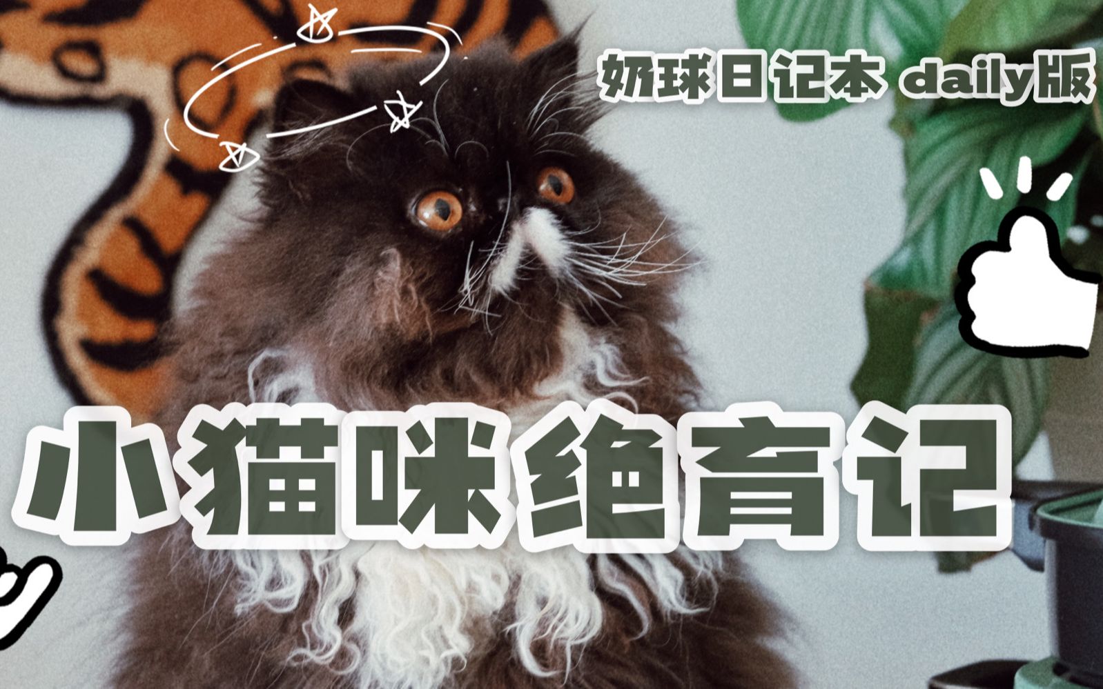 小猫咪绝育记哔哩哔哩bilibili