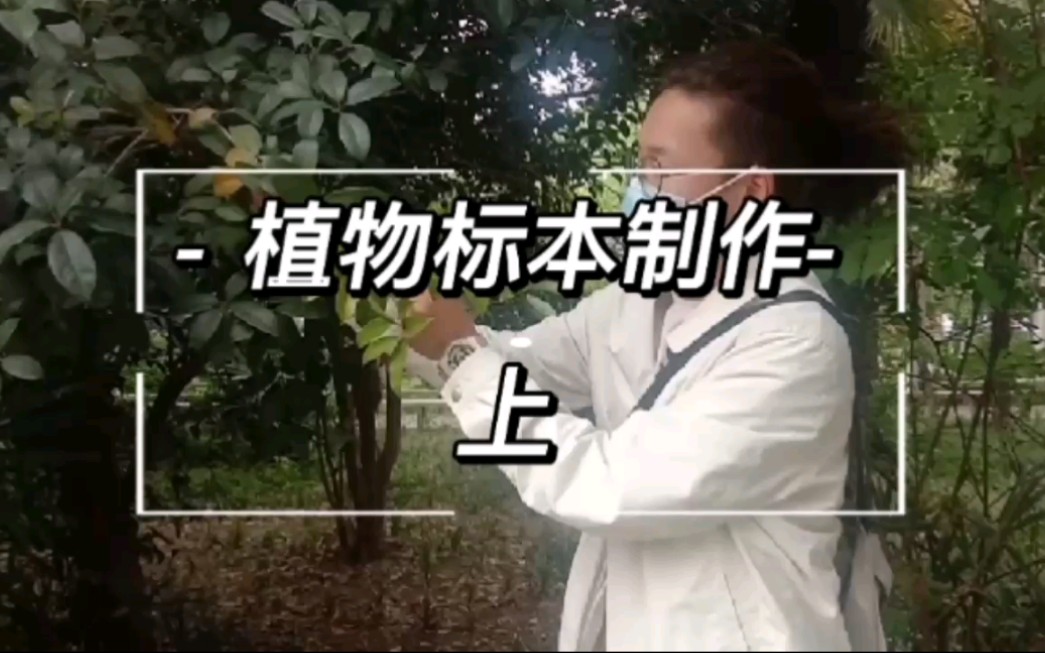 植物标本制作哔哩哔哩bilibili