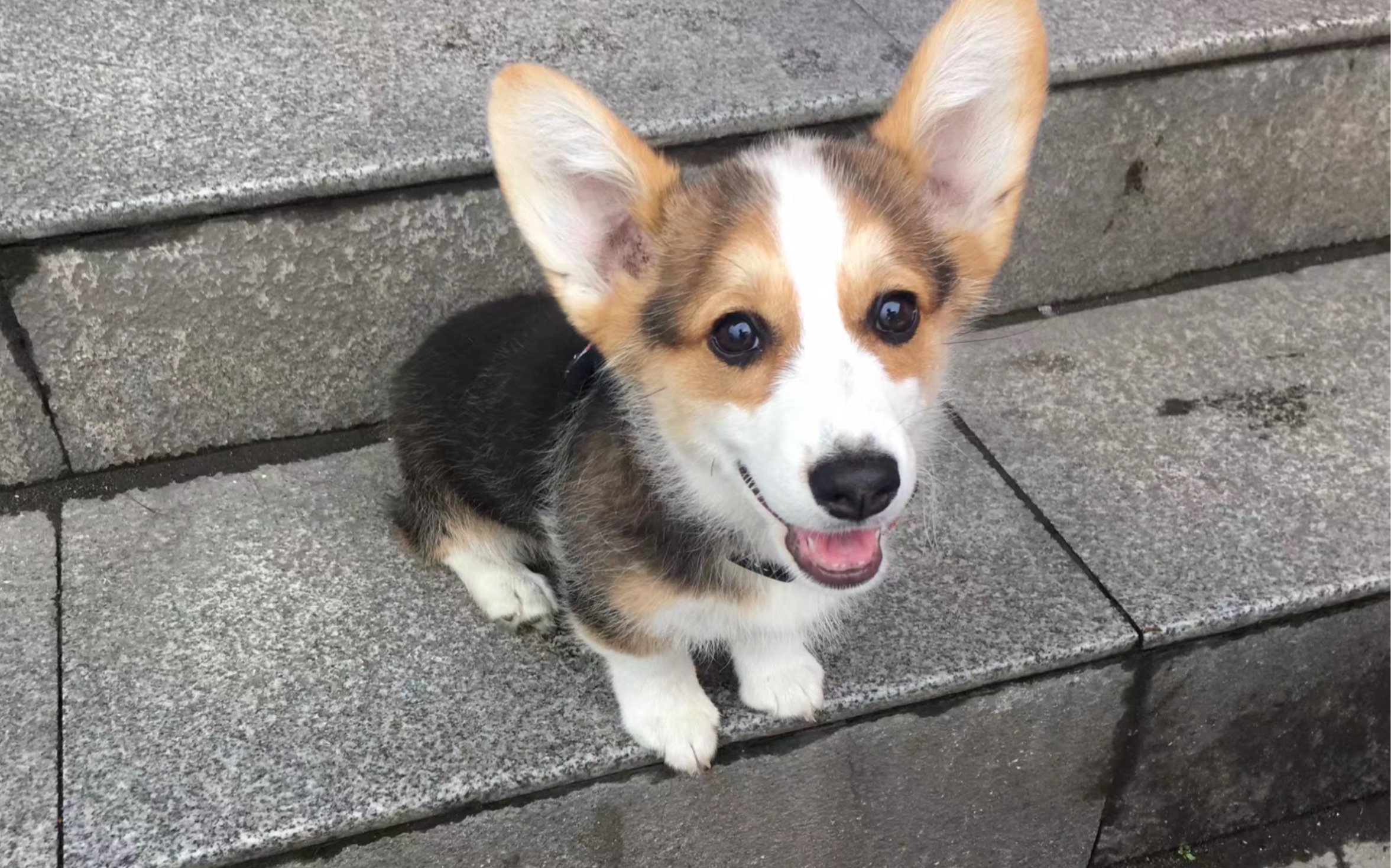 爱走丢的花生—可爱短腿小柯基