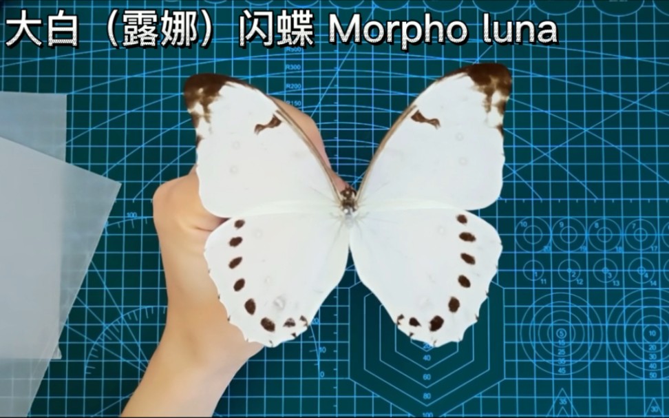 露娜闪蝶 Morpho luna哔哩哔哩bilibili