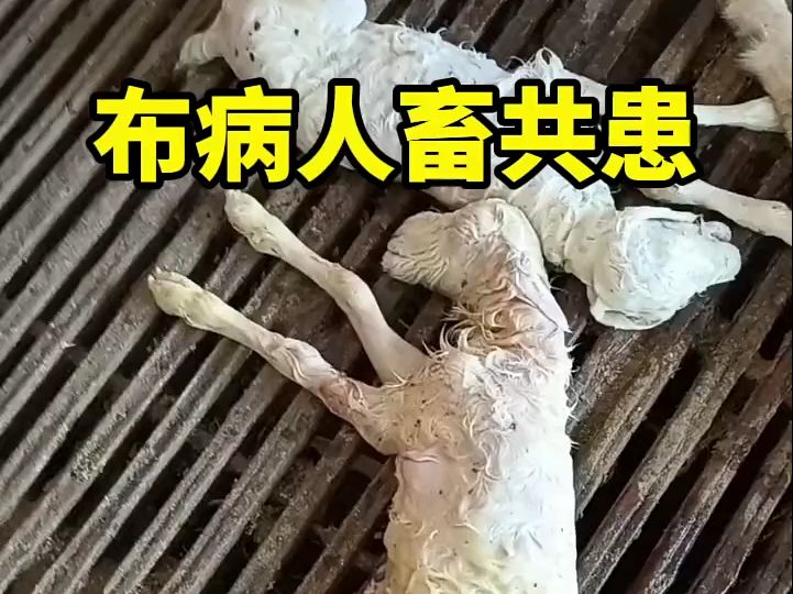 布病羊羔图片图片