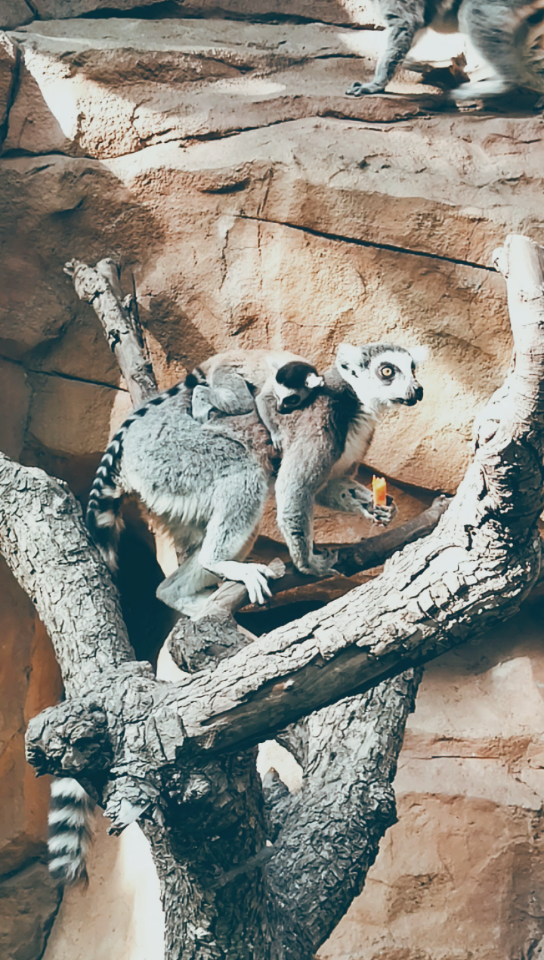 「北京野生动物园」随拍.可惜没有排上猛兽区