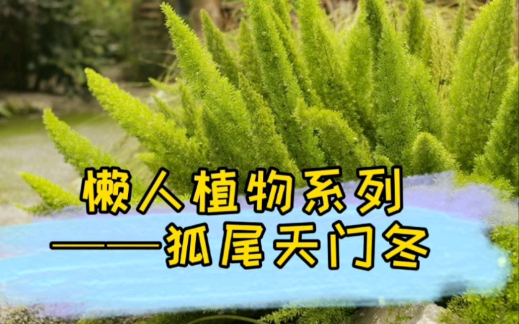 懒人植物,狐尾天门冬哔哩哔哩bilibili