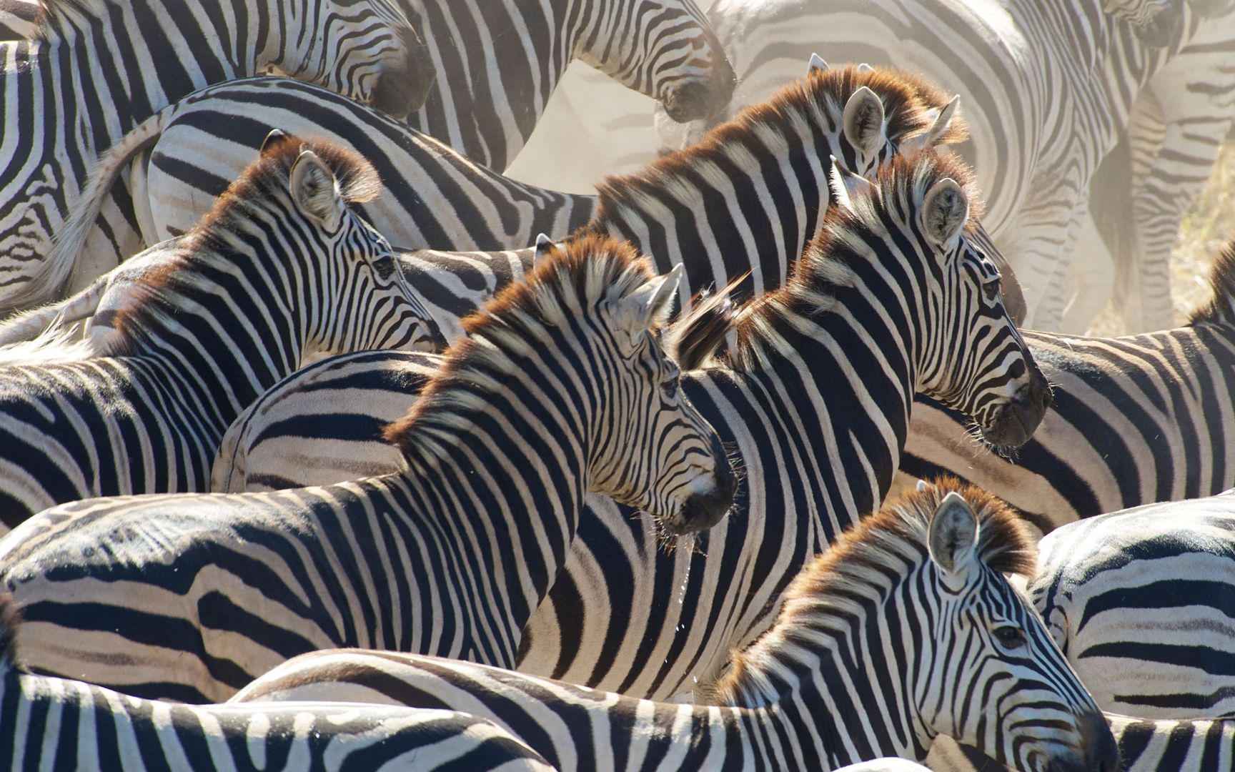 纪录片pbs斑马大迁徙2013imdb83高清英字