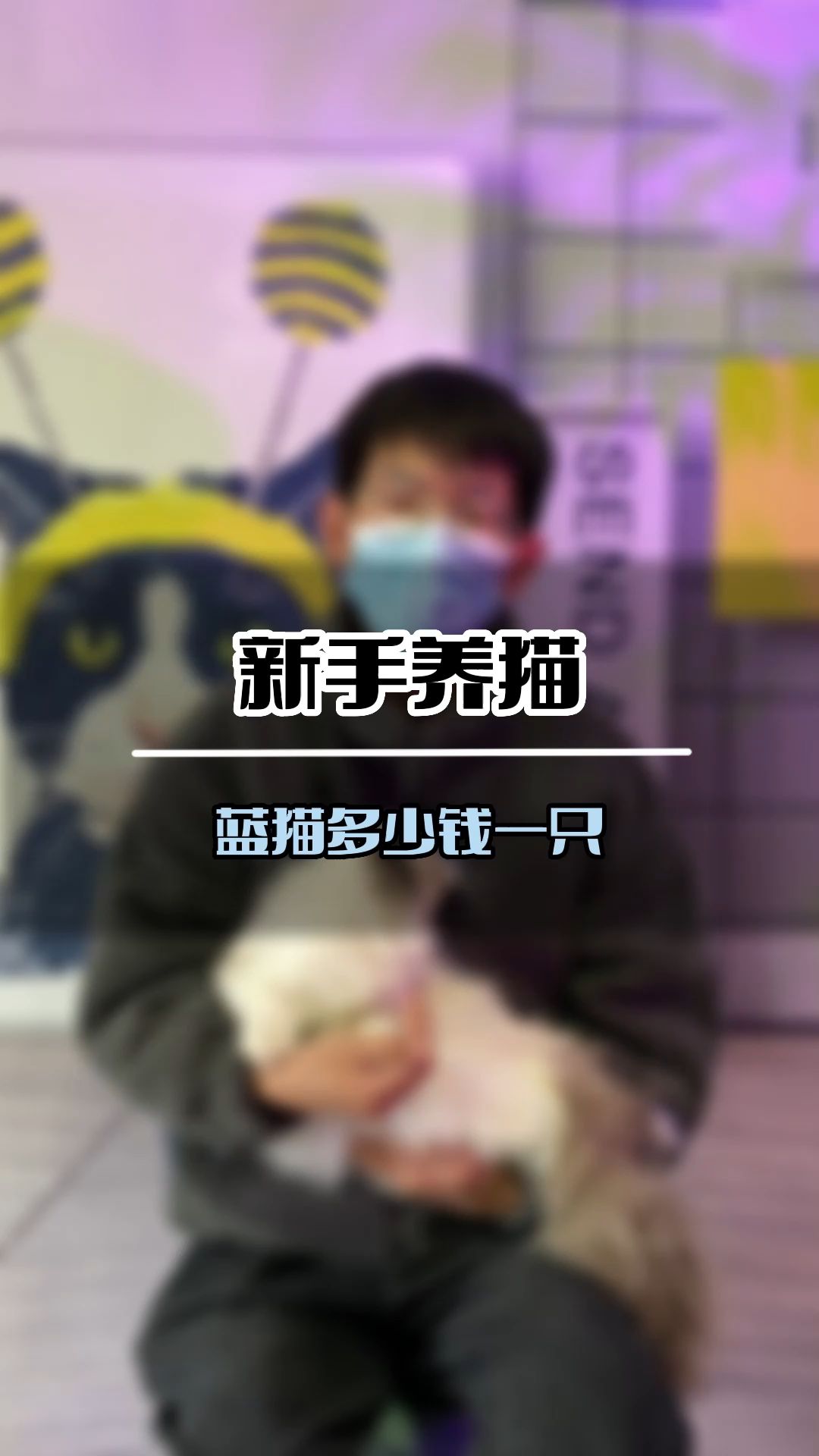 蓝猫多少钱一只(B163)哔哩哔哩bilibili