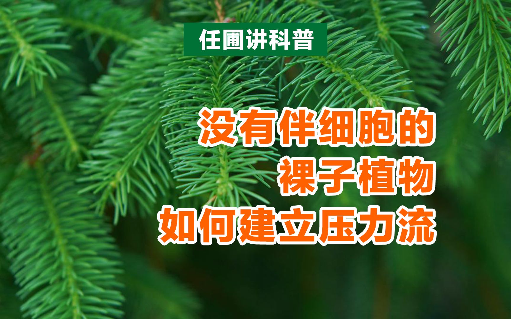 【任圃讲科普】没有伴细胞的裸子植物,如何建立压力流?哔哩哔哩bilibili