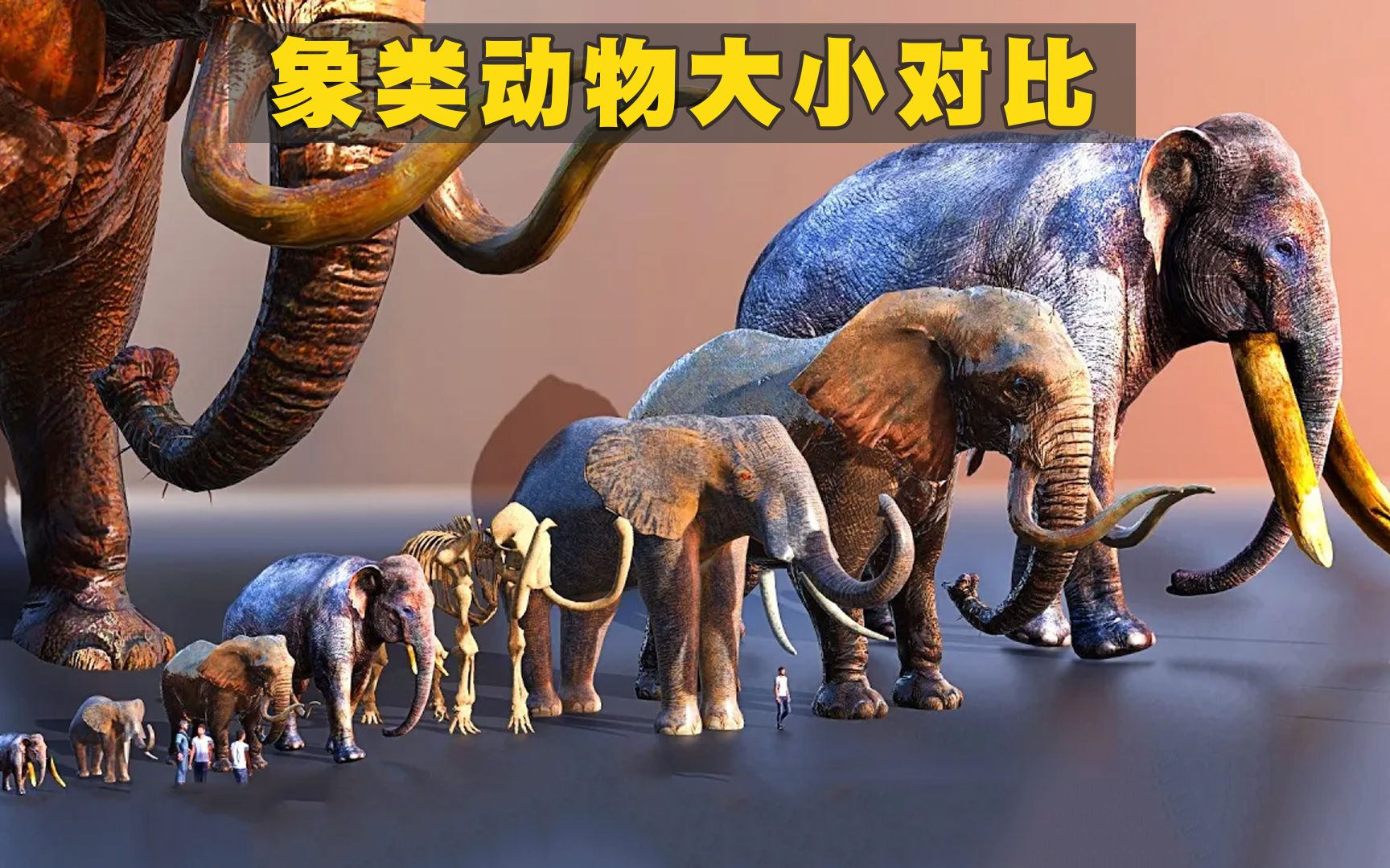象类动物大小对比,最大高度超过5米