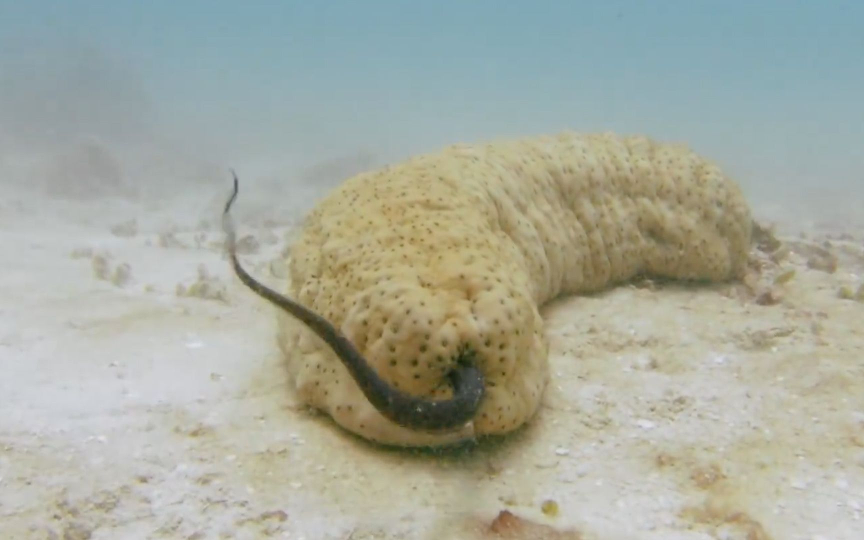 隐鱼喜欢钻海参的菊花,还喊来15条鱼一起来钻,而海参却不反抗?