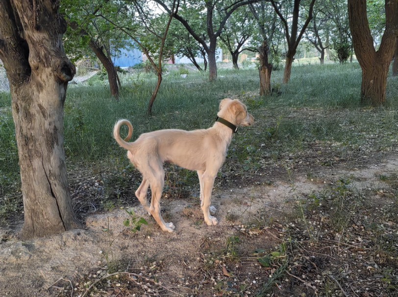 中国细犬幼犬图片