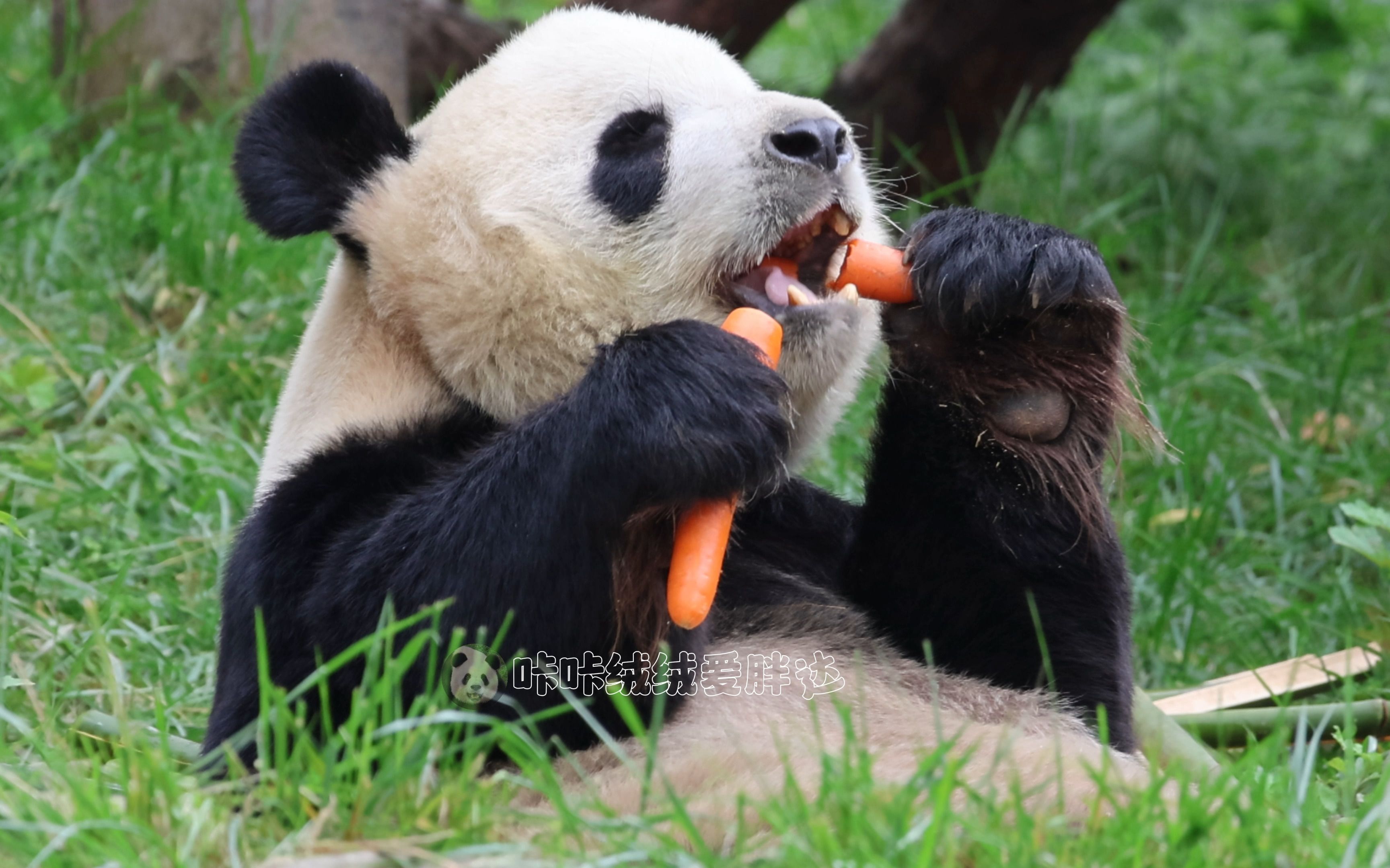 【大熊猫娅乐乐】乐乐的可爱你不懂