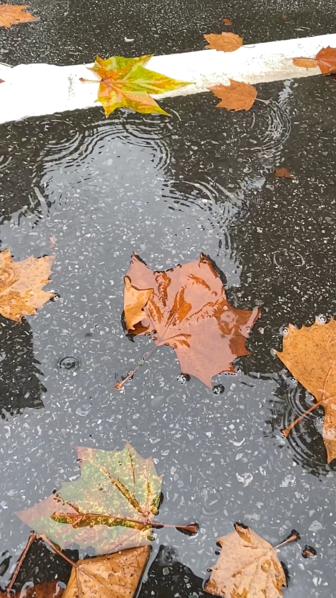 [图]秋风，秋雨，秋天的梧桐。