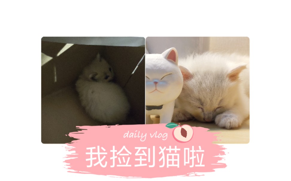 [图]捡到了一只小猫猫虫