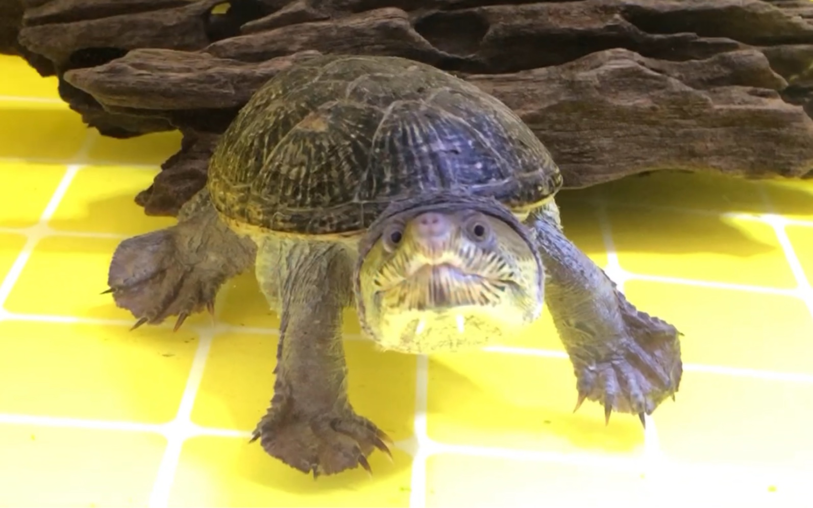 一只普通的窄桥蛋龟很萌的那种