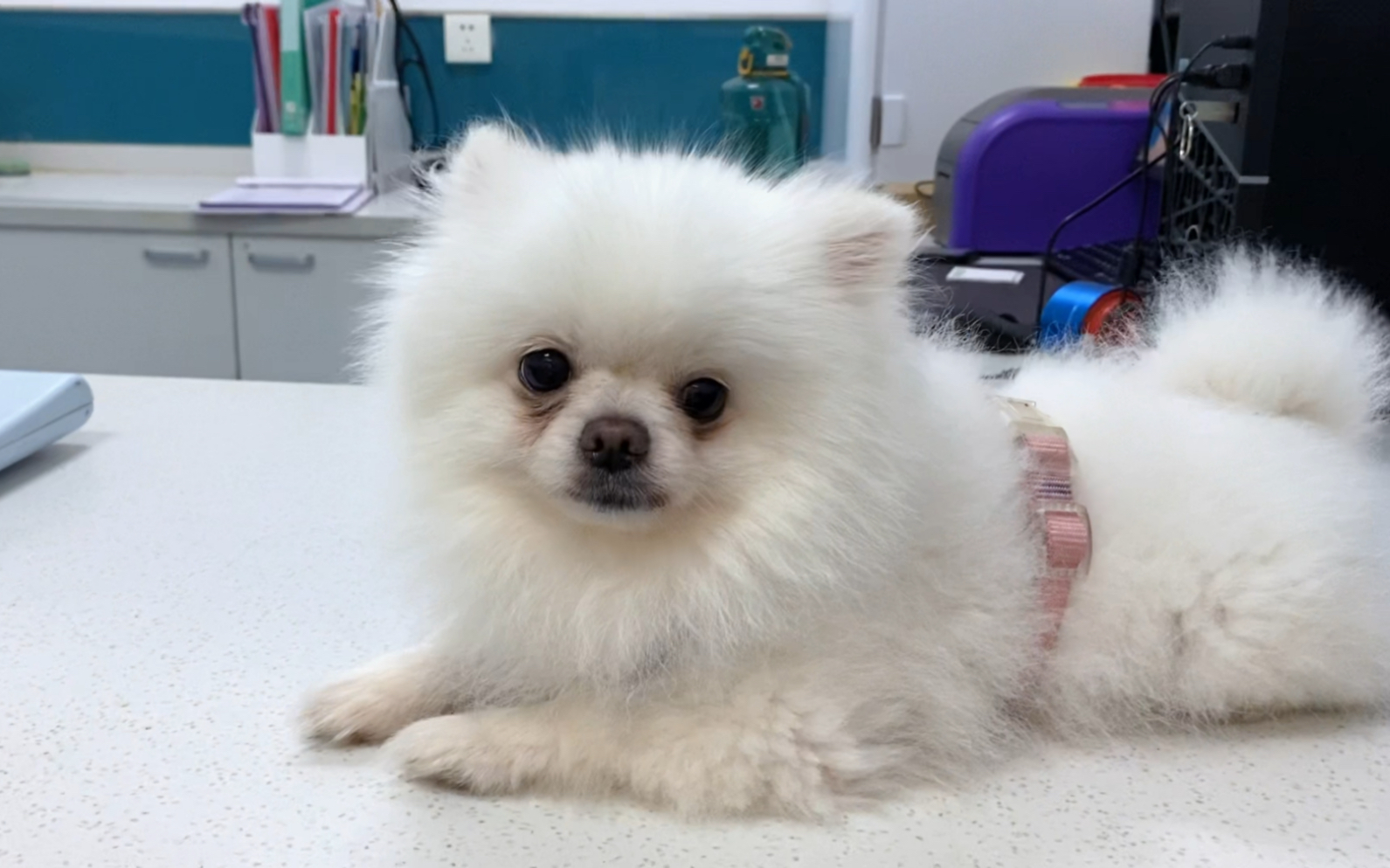 两只体型差不多的小博美体重差距有多大?求狗砸减肥方法