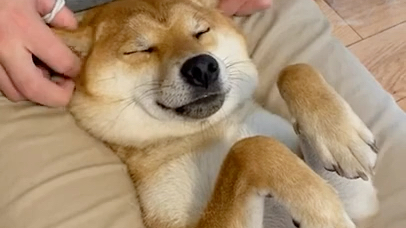 一只很喜欢被玩耳朵的柴……表情过于陶醉了吧