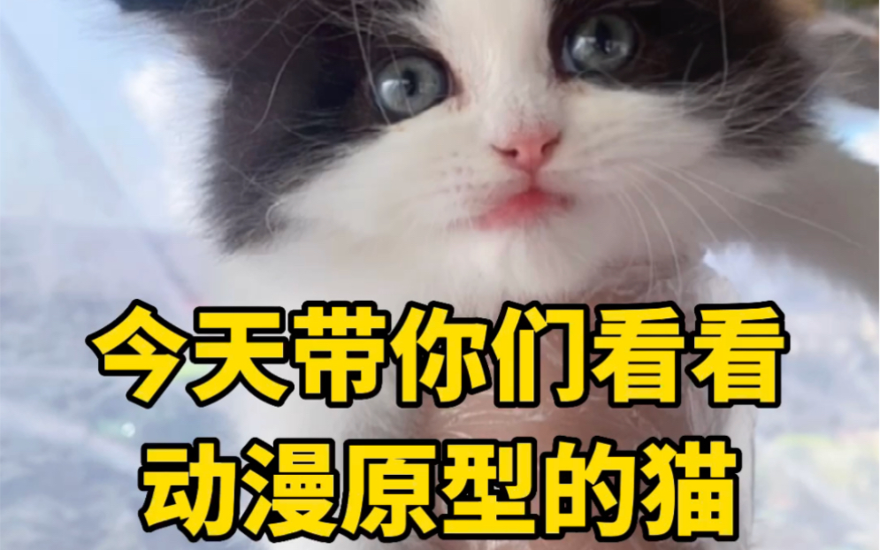 动漫原型的猫,都长啥样?哔哩哔哩bilibili