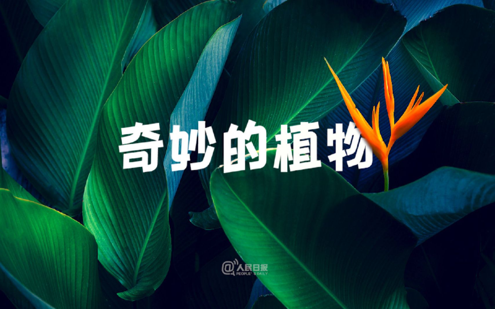 [图]奇妙的植物