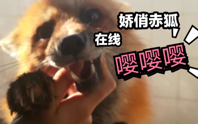 【狐狸】被迫营销.jpg哔哩哔哩bilibili