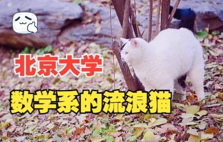 [图]北京大学未名湖畔的数学系的流浪猫，吃东西都那么的斯文