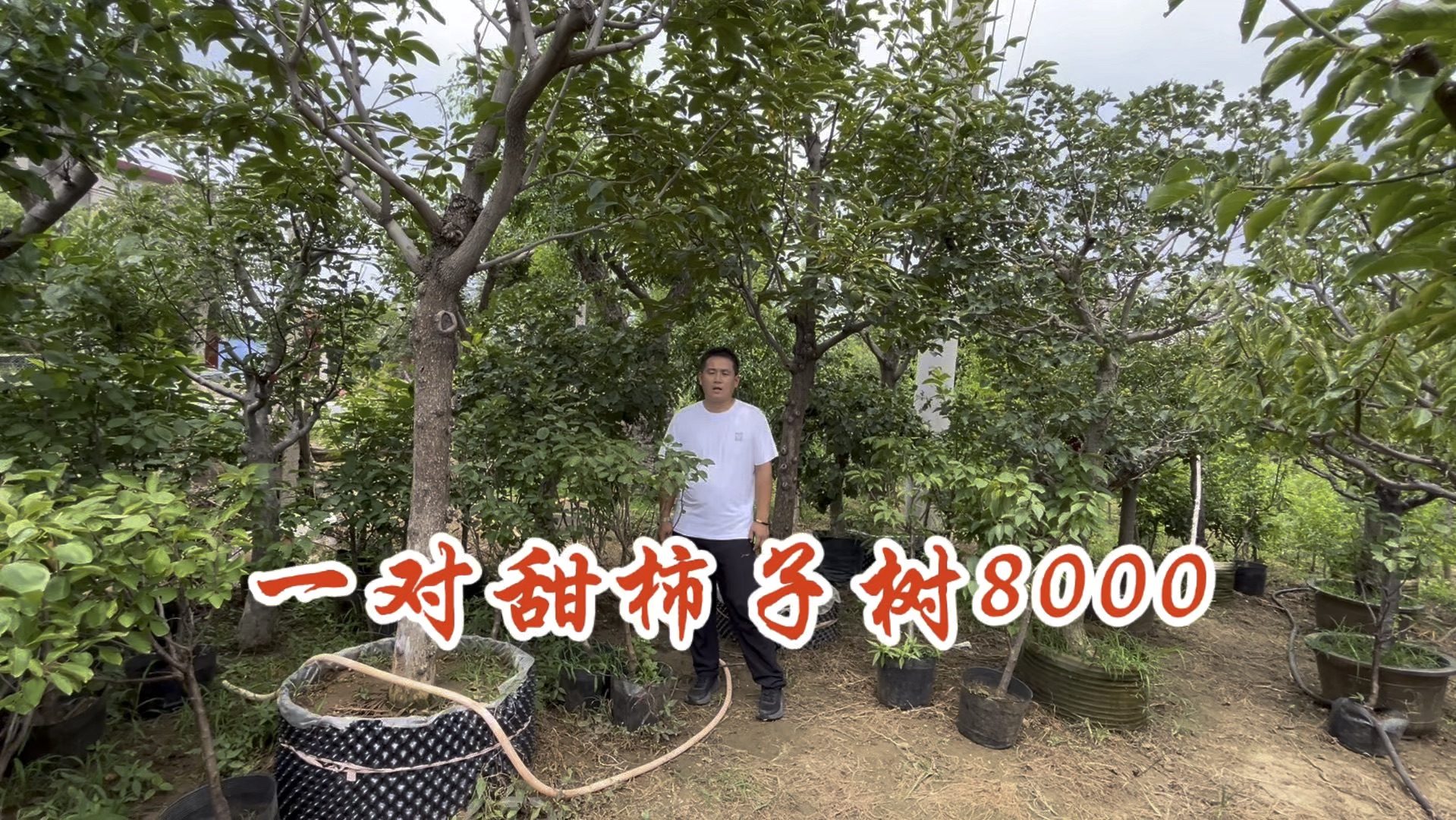 一树两个品种,全是甜柿子,一对8000的价格,庭院门口很对称