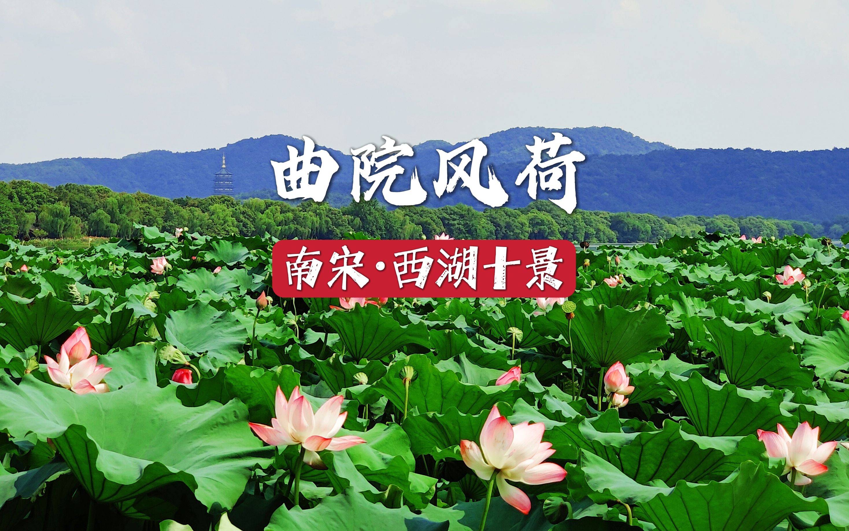 [图]【西湖十景】曲院风荷，晚风吻尽荷花叶，任我醉倒在池边，《印象西湖》就是在这边表演的。