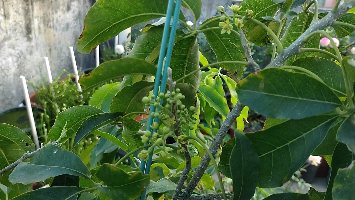 這白柿冰淇淋果第二批次的花,目前也沒看到雄花