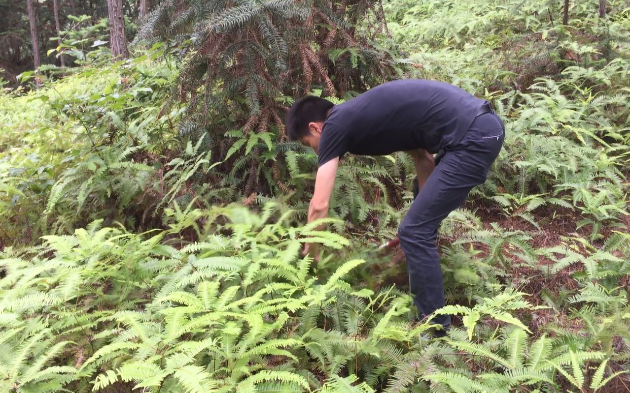 [图]农村山上漫山遍野都是的野草，虽然长得很普通，但用处却非常多