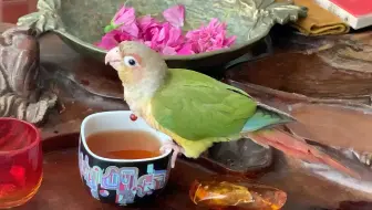 【动物观察】小（太阳）鹦（鹉）爱喝茶