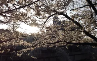 樱花步道 搜索结果 哔哩哔哩 Bilibili