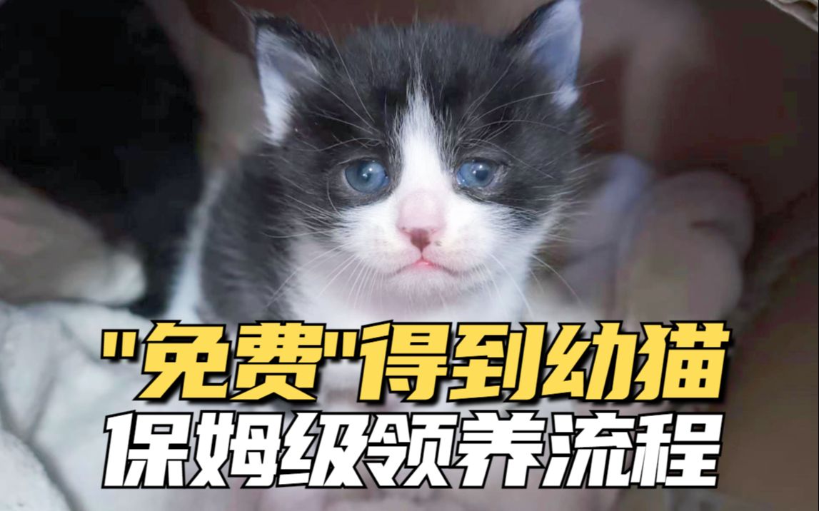 怎么领养猫咪最靠谱?!避开领养骗局!哔哩哔哩bilibili