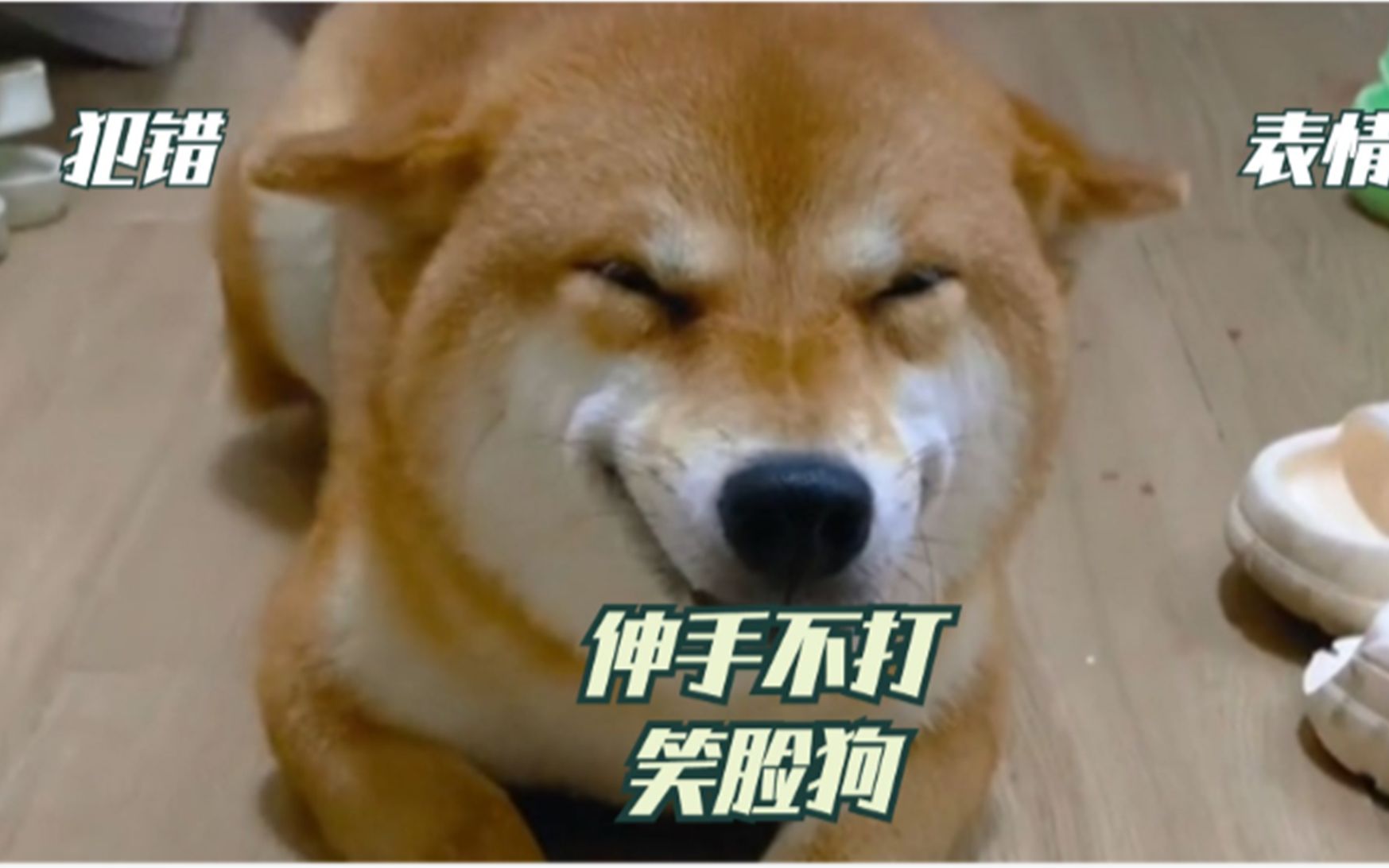 是不是狗狗犯错都是这个表情:伸手不打笑脸狗