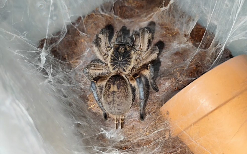 蓝腿巴布配对后的状态也值得记录一下