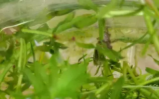 "二虎争食"——两只碧伟蜓幼虫进食一只小鱼