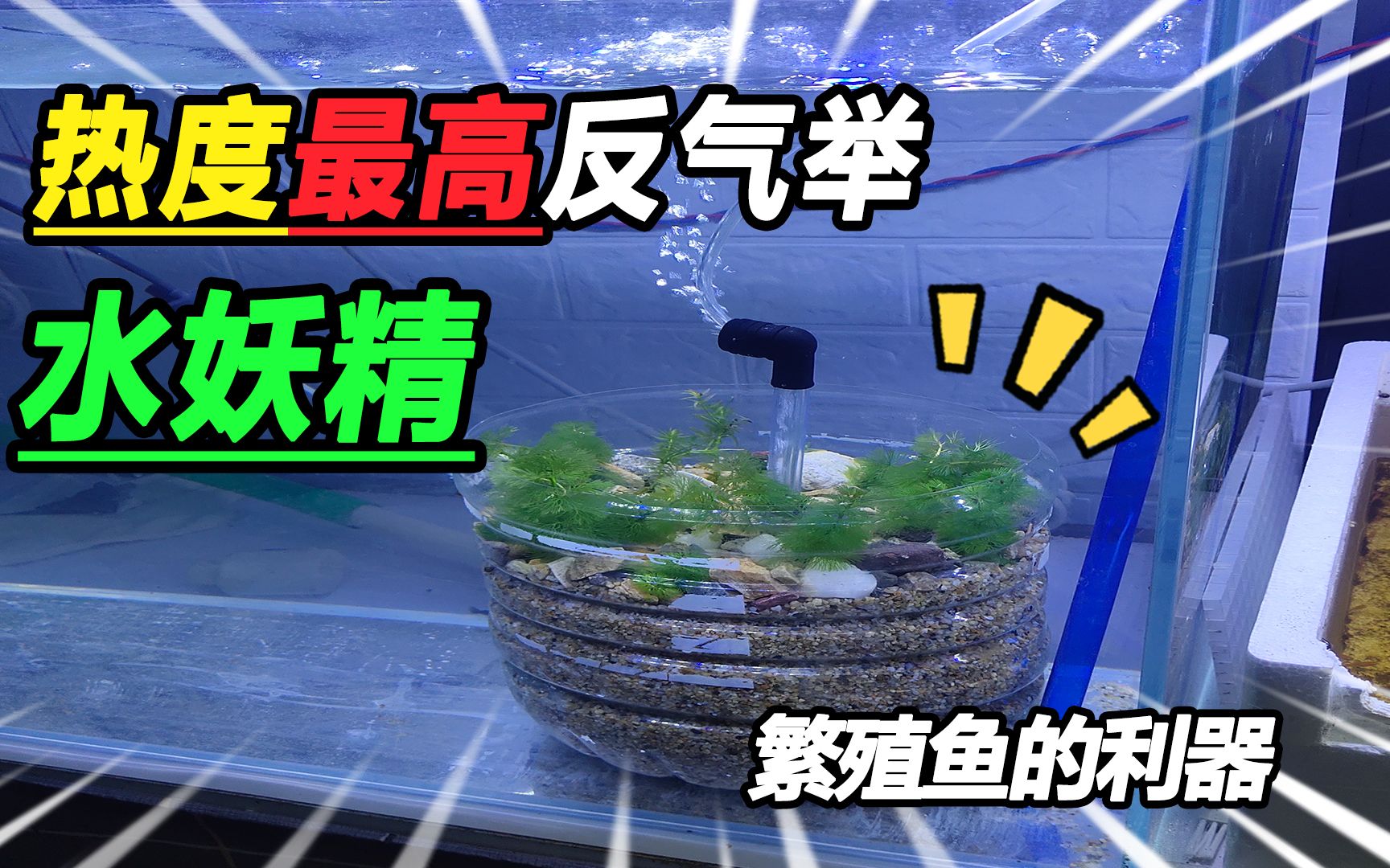 diy水妖精华丽入缸,效果好过水族店专用品,这下卖家要哭了