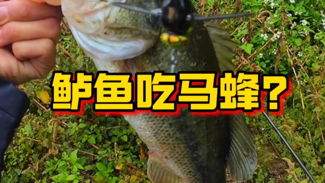 还是抵挡不住水面系马蜂的诱惑😋